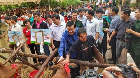 Tặng bò giúp dân thoát nghèo