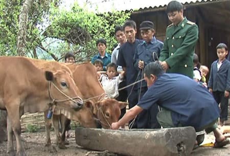 Trồng rau trên đá, nuôi cá trên đồi ở Đồn Biên phòng Thanh Luông