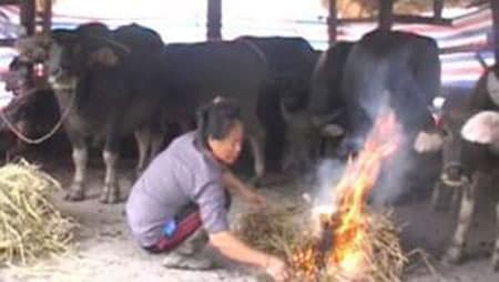 Các địa phương chủ động chống rét cho đàn gia súc