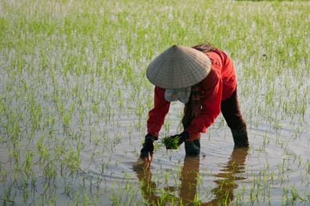 Những người ăn “Tết ngắn” ở làng quê