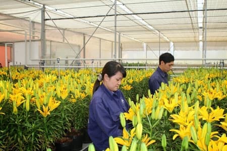 Công bố nội dung Festival hoa Đà Lạt lần thứ VI