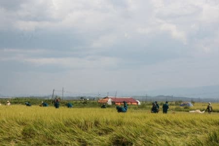 Tình quân dân trên cánh đồng vàng
