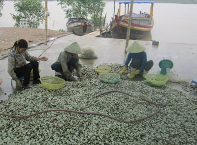 Đa Lộc (huyện Hậu Lộc, tỉnh Thanh Hóa): Ngao chết hàng loạt