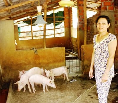 Nỗi lo dịch bệnh trên đàn lợn ở Bình Định