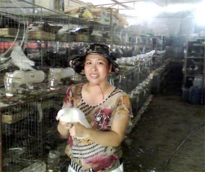 Làm giàu từ nuôi bồ câu