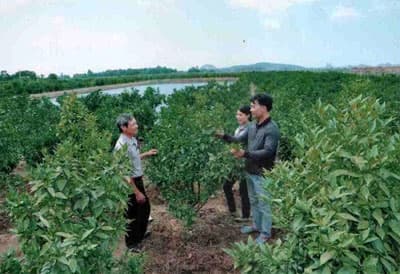 Làm giàu nhờ trồng cây ăn quả