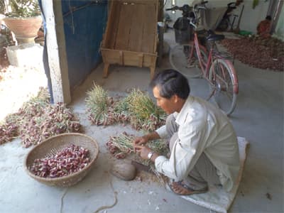 Một mùa hành bội thu