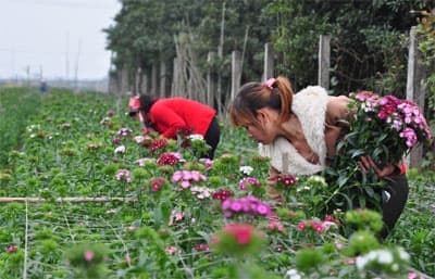 Làng hoa Tây Tựu vào mùa