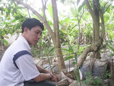 Trồng gừng trong bao thu lãi lớn
