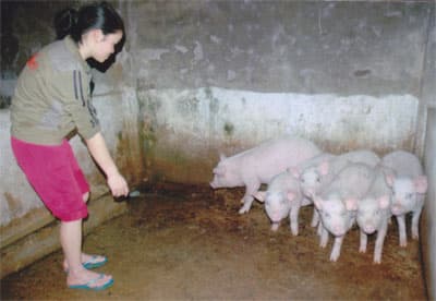 Xóa nghèo từ nuôi lợn