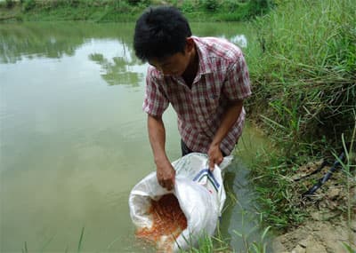 Nuôi cá diêu hồng trong ao đất