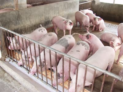 Không phát hiện chất cấm tạo nạc trong mẫu thịt lợn và thức ăn chăn nuôi