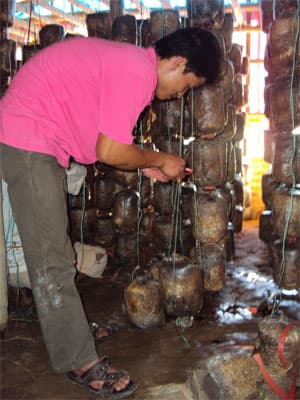 Trồng nấm - kỹ thuật đơn giản, thu lãi cao