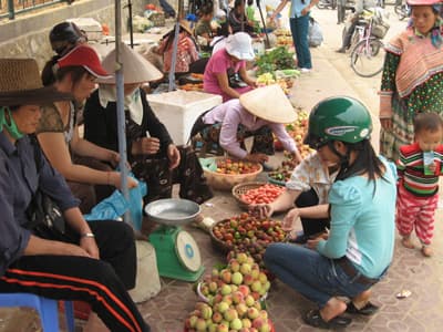 Đào Pháp Bắc Hà mất mùa vẫn trúng giá cao