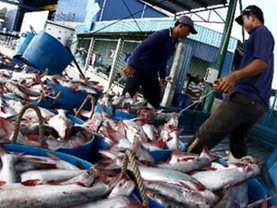 Tháo gỡ cho sản xuất, tiêu thụ cá tra vùng ĐBSCL