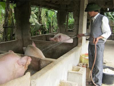 Phát triển kinh tế vườn rừng