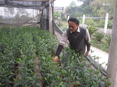 Trồng hoa thu nhập hàng trăn triệu đồng/năm