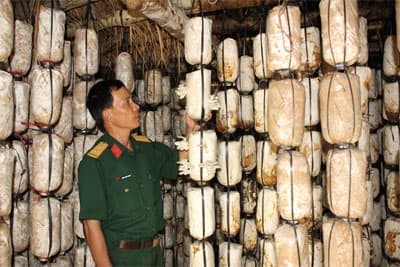 Mô hình trồng nấm sò