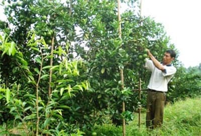 Làm kinh tế trang trại đúng kỹ thuật