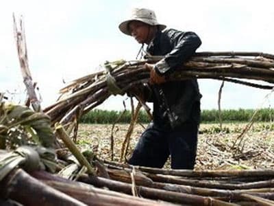 Giá thu mua mía ở Hậu Giang sẽ giảm thời gian tới
