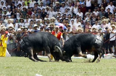 Phường Vạn Sơn vô địch Lễ hội chọi trâu Đồ Sơn 2012