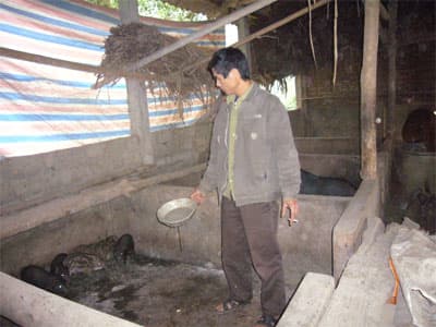 Mô hình chăn nuôi lợn rừng lai đạt hiệu quả cao