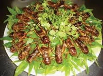 Cẩn trọng với món ăn côn trùng