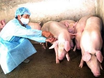 Bắc Ninh công bố dịch lở mồm long móng ở lợn