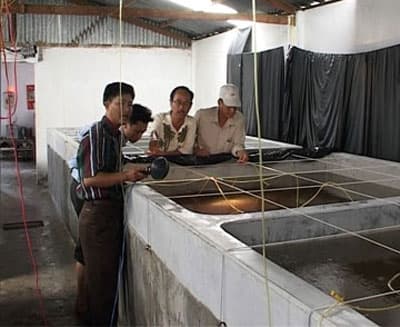 Cà Mau hỗ trợ doanh nghiệp mở trại sản xuất tôm giống