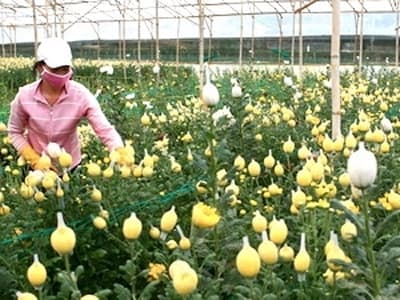Vướng thủ tục kiểm dịch, xuất khẩu hoa gặp khó