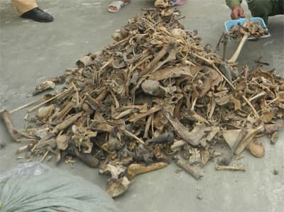 Nghệ An: Bắt giữ xe khách chở xương khỉ không rõ nguồn gốc