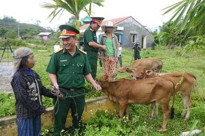 Tặng bò đồng bào Cơ Tu nghèo