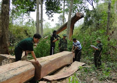 Phát hiện, thu giữ hơn 19m3 gỗ khai thác trái phép