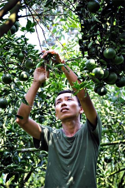 Tiểu đội trưởng dân quân giỏi làm vườn