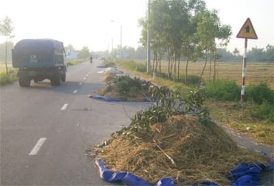 Không phơi lúa trên đường