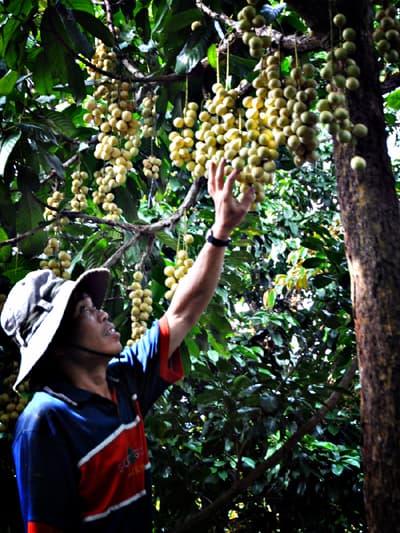 Trĩu trịt dâu da Hạ Châu