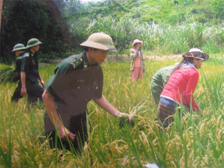 Áo xanh chiến sĩ giữa mùa vàng