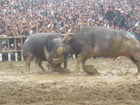 Hội chọi trâu Báo Nông Thôn Ngày Nay: 32 trâu tranh tài