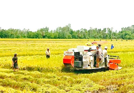 Đồng bộ các giải pháp tháo gỡ khó khăn cho sản xuất và tiêu thụ lúa, gạo