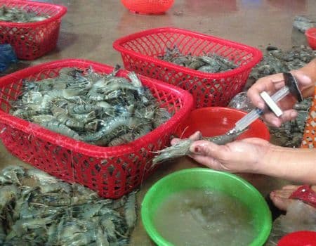 Đưa tạp chất vào tôm nguyên liệu có thể bị tội hình sự