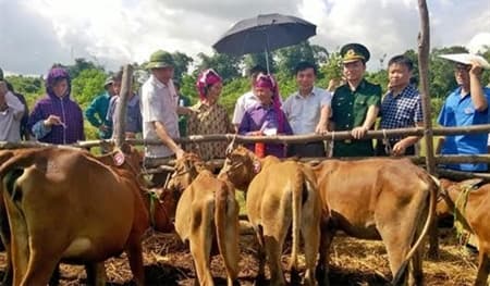 5/11 tỉnh hoàn thành trao “Bò giống giúp người nghèo biên giới”