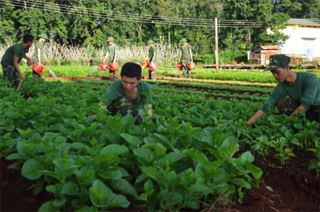 Rau sạch ở "ba linh ba"