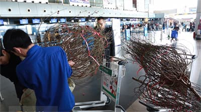 Vietnam Airlines vận chuyển cành đào, cành mai dịp Tết Bính Thân 2016