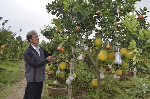 Độc đáo cây có 10 loại quả của ông nông dân Hà thành