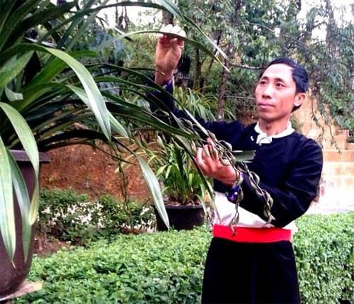 Bản Sin Suối Hồ làm giàu từ cây hoa lan