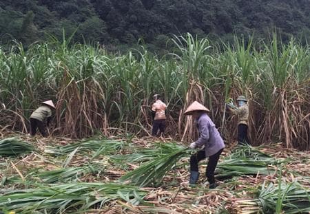 Kỳ Phú đổi đời từ thâm canh cây mía