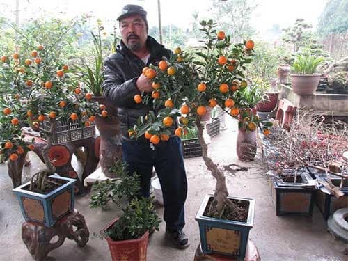 Độc đáo quất ghép gốc cần thăng