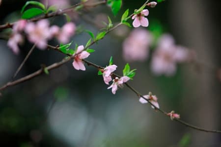 Mùng 4 Tết, thời tiết ấm thích hợp cho các hoạt động du xuân