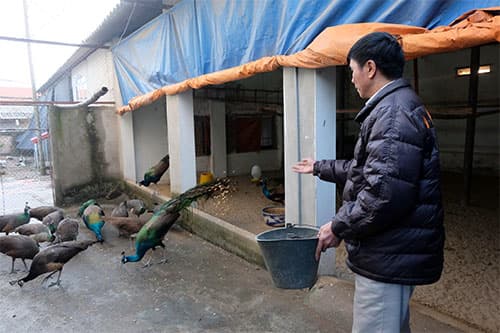 Làm giàu từ nuôi công