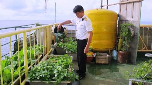 Những vườn rau trên biển